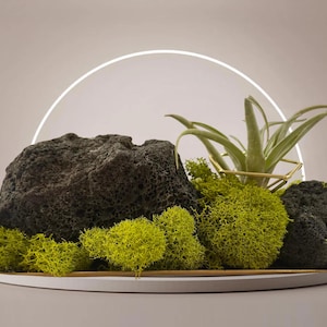 May include: A small terrarium with a black lava rock, green moss, and a small air plant in a gold geometric planter. A small green figurine is also included in the terrarium.