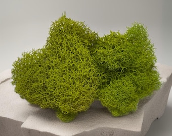 Musgo de reno preservado / Musgo natural seco para terrarios, manualidades y decoración del hogar / Suave, flexible y duradero