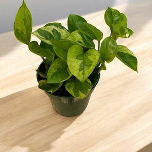 Pothos Lizard Queen - Etsy