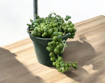 String Of Pearls || Live House Plant