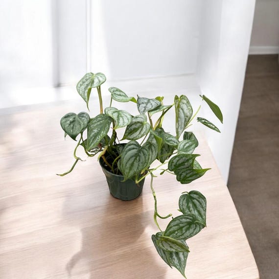 Philodendron Brandtianum|| Live House Plant Rare Plant - Etsy