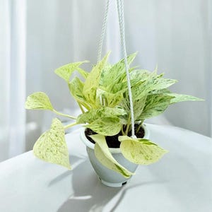 Snow Queen Pothos || Live House Plant Rare Plant