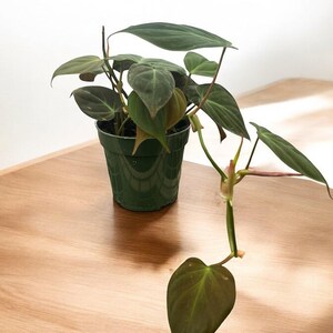 Philodendron Micans || Live House Plant Rare Plant