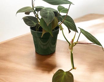 May include: A potted houseplant with dark green leaves and stems. The plant is in a green plastic pot, sitting on a light brown wooden surface. The leaves have a heart shape.