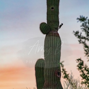 May include: A tall, green saguaro cactus stands against a colorful sunset sky. The cactus has a bird perched on a branch near the top.