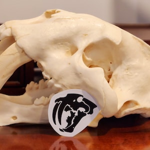 Pegatinas de paleontología: T. rex, Smilodon, mamut, trilobite, Albertosaurus, amonita, triceratops, torosaurio, velociraptor