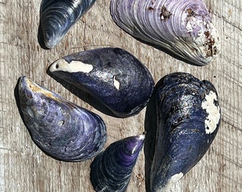 6pc Shells Seashells for Divination or Home Decor Blue Mussel Sea Shells