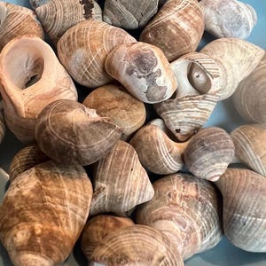 Natural Snail Shells: 30 pc Craft or  Aquarium Supplies, DIY seashell projects