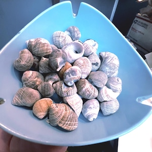 Rare Blue Melmac Ashtray: MCM Sputnik Style, Mid-Century Modern filled w snail shells