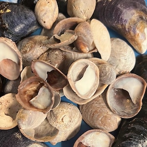 Sea Shell Collection Shells Mussels Slipper Snail Shells for crafting, creating, jewelry making, mosaics, collage, lot of shells 50 pcs