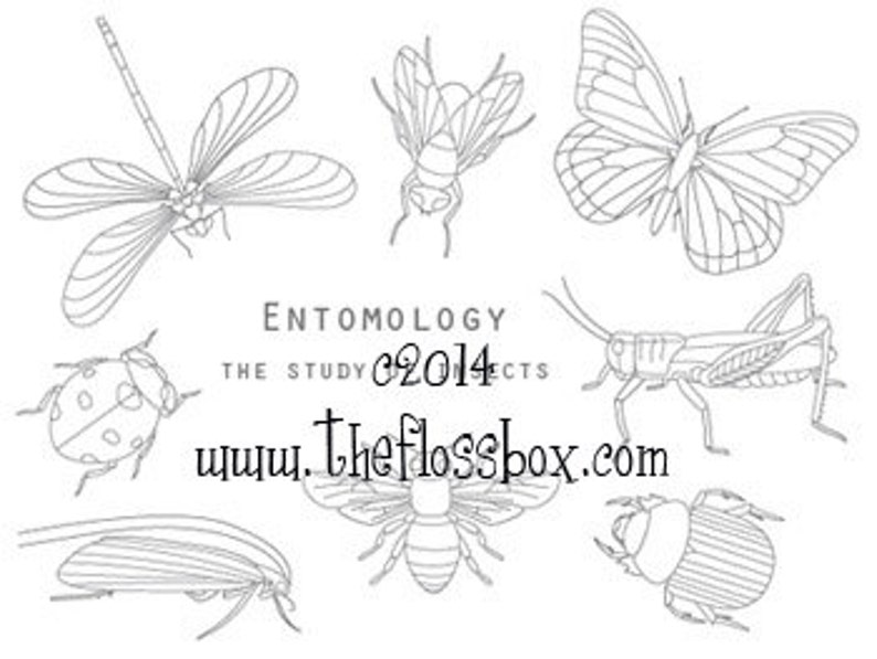 Entomology Embroidery Pattern image 1