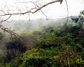 Amazon rainforest and mist over trees - When the World Was New Fine Art Photography, Green, brown landscape home decor
