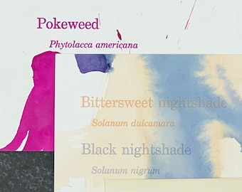Foraged Pigment Watercolor and Letterpress Prints