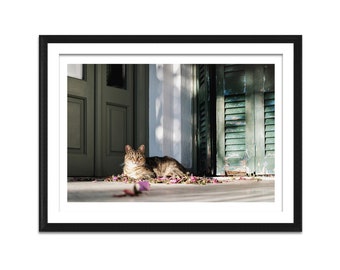 A cute cat basking in the sun among flower petals. Greece Paros island. Digital product available for download and printing