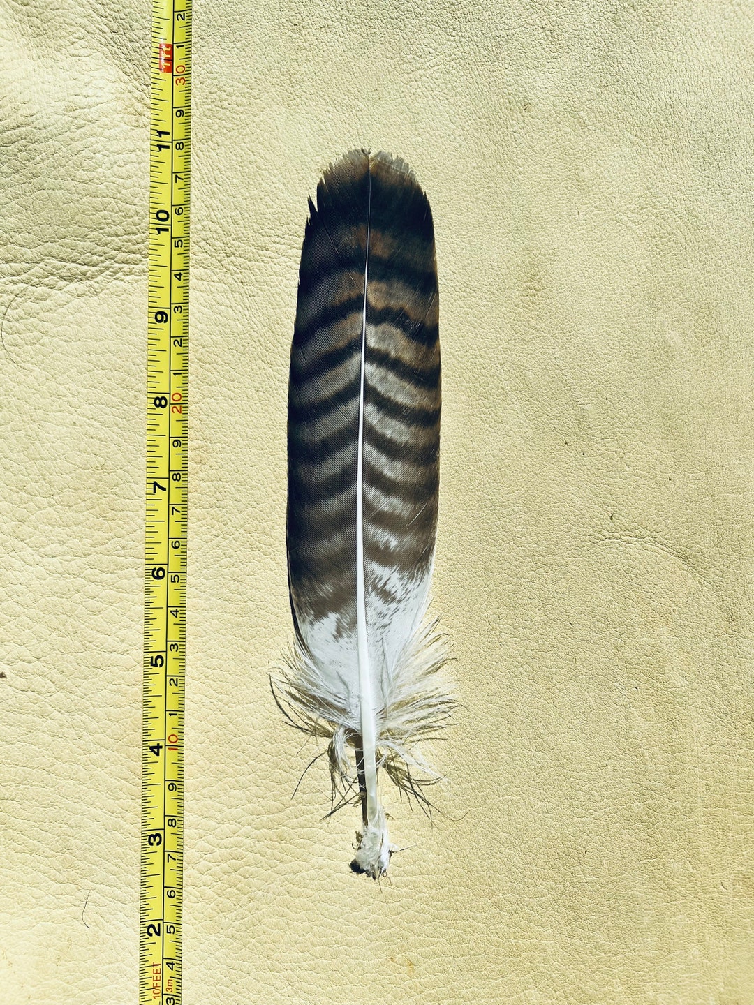 Rare Center Tail Hawk Feather for Smudge Fan, Peyote, Regalia, Pow Wow ...