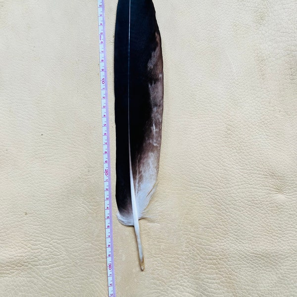 Rare! Eagle feather from Wedge Tail Eagle with permit 004