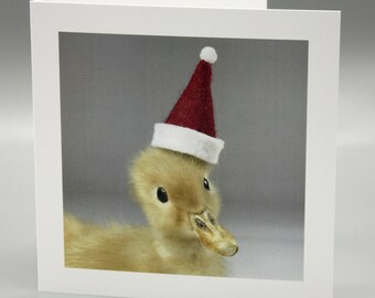 Christmas Duck card.