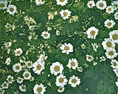 Daisies - 8" x 8" Fine Art Print