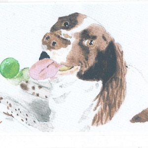 Biglietto d'auguri. Springer spaniel inglese. Copia dell'acquerello di Keith Hardy.