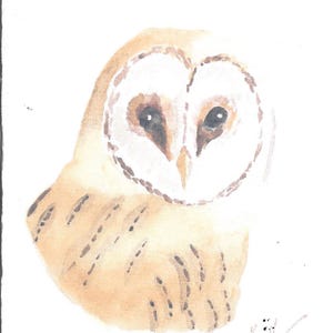 Cartes de voeux, Chouette effraie des clochers (Portrait)
