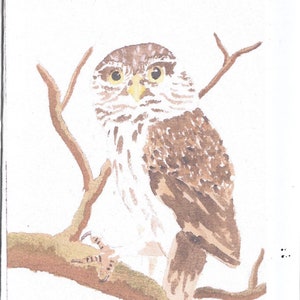 cartões de felicitações corujinha de uma aquarela original