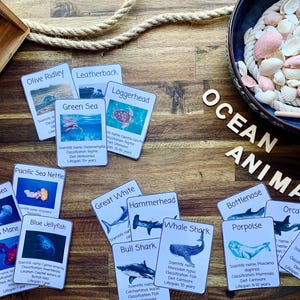 Tarjetas didácticas de animales del océano, tarjetas con información sobre el océano, recursos educativos para la educación en el hogar