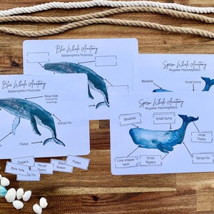 Whale Anatomy's Activities, Anatomy's of Whales, Ocean Animal Anatomy, Homeschool, Educatief materiaal
