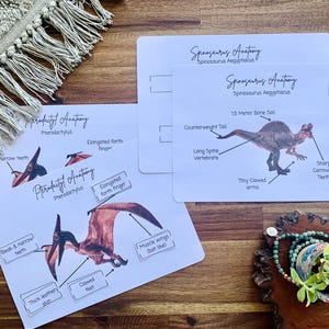 Activiteiten anatomie dinosauriërs, anatomie van dinosaurussen, thuisonderwijs/educatief materiaal