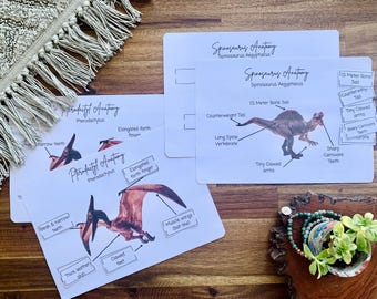 Dinosaur Anatomy Activities, Anatomy's of Dinosaurs, Homeschool / Educational Resource