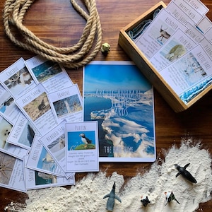 Arctic Animal Flashcards, Animal Information Cards, Homeschool/ Educational Resources