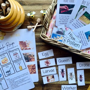 Estudio de la unidad de abejas melíferas Actividades de verano para la educación en el hogar Apicultor Ciclo de vida de las abejas y anatomía, tarjetas didácticas de abejas melíferas, diario de estudio de la naturaleza