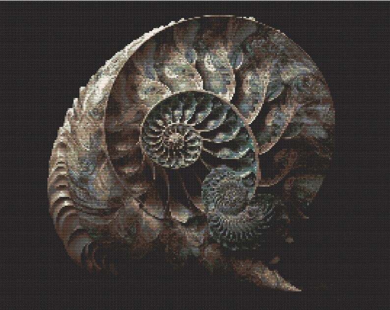 May include: A fossilized ammonite shell with a spiral pattern in shades of brown, green, and blue. The shell is detailed and intricate, with a textured surface.