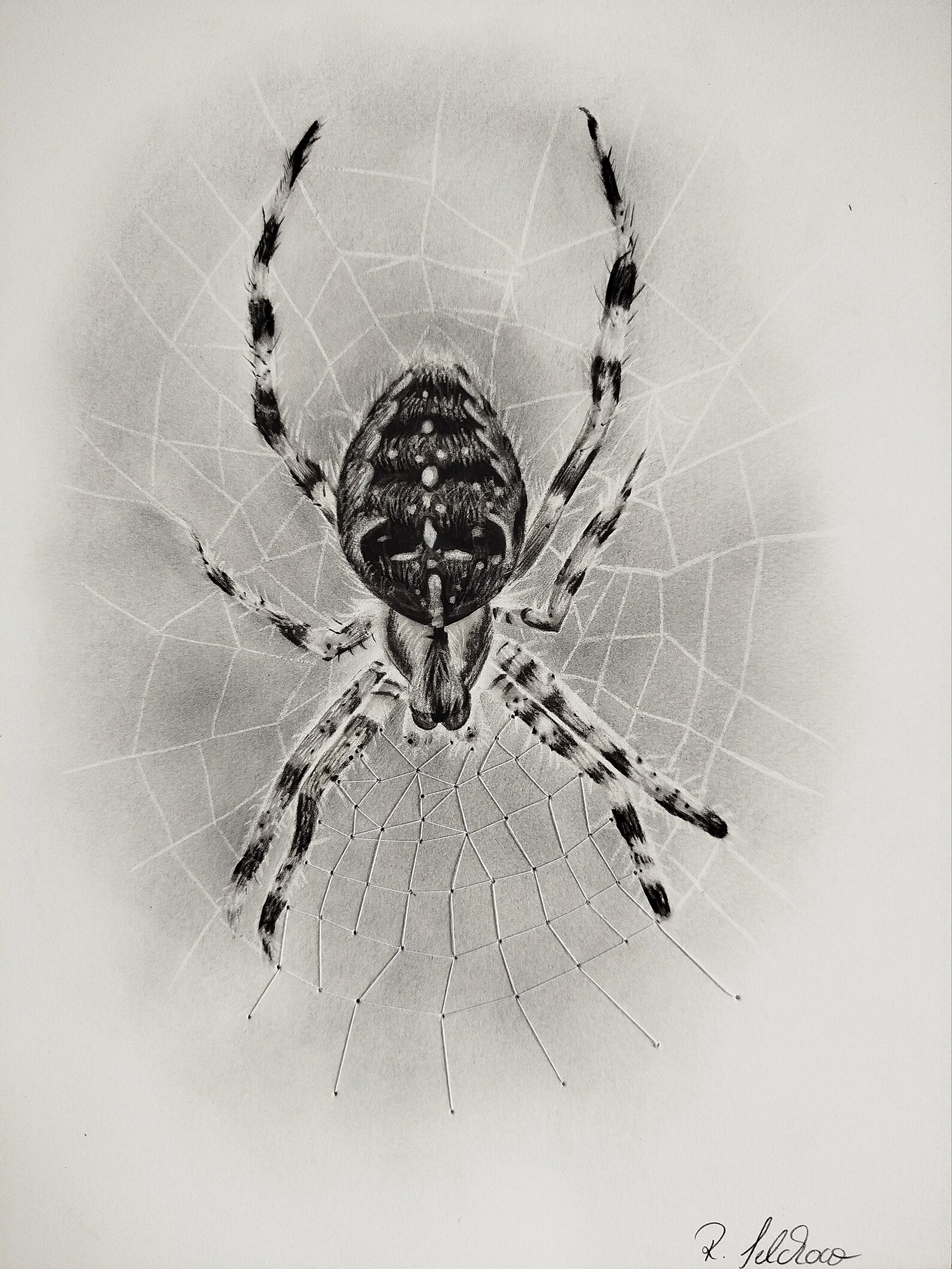Mix Media Drawing With Charcoal Pencil (spider), Graphite Powder and ...