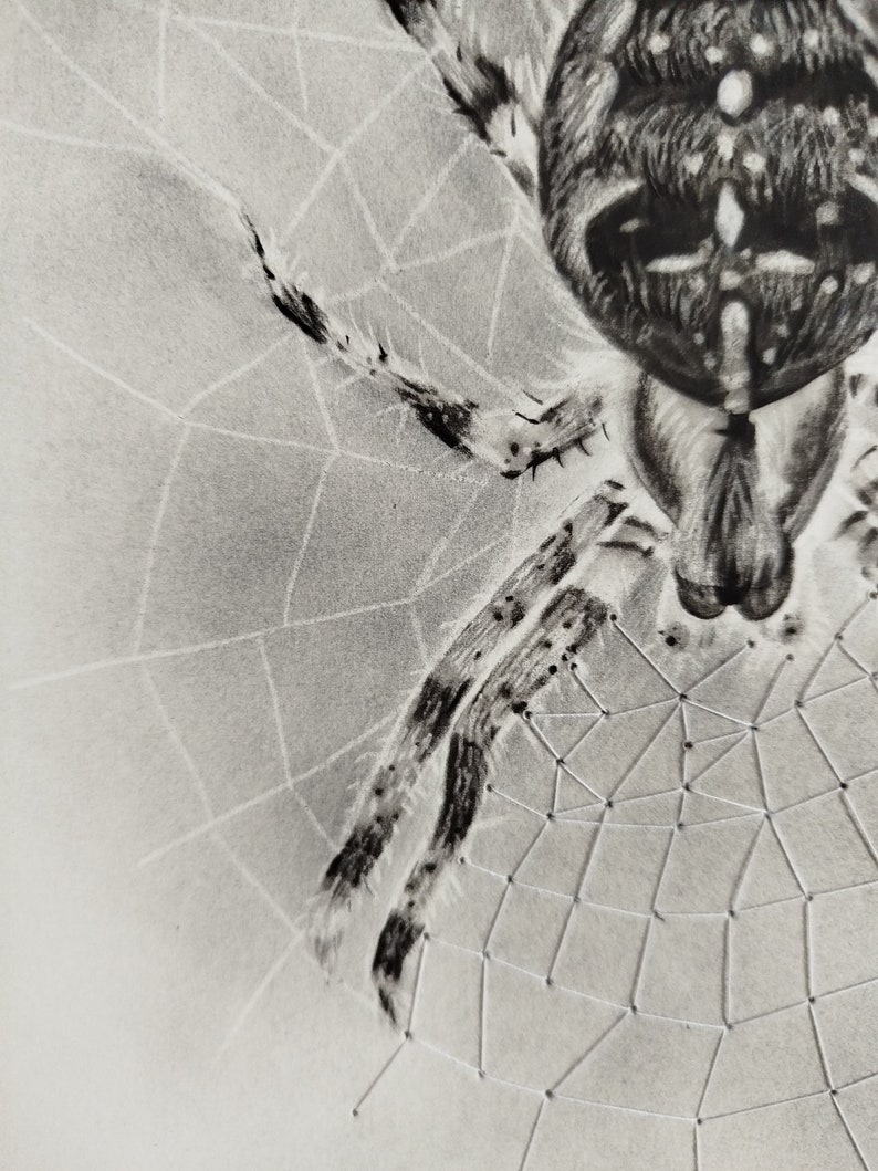 Mix Media Drawing With Charcoal Pencil (spider), Graphite Powder and ...