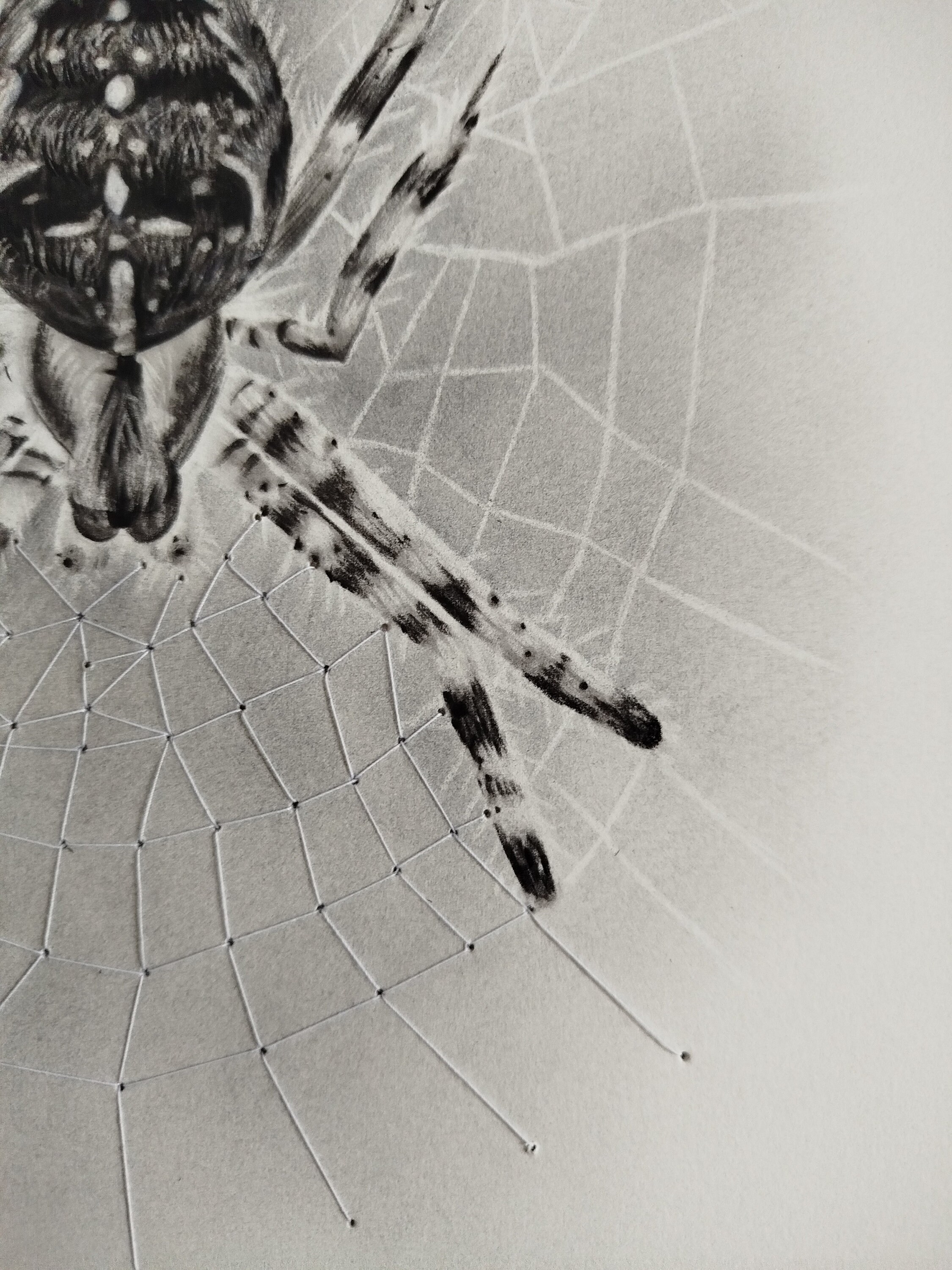 Mix Media Drawing With Charcoal Pencil (spider), Graphite Powder and ...