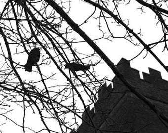 Bunratty Ravens - Original  Fine Art Photograph