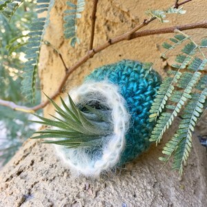 May include: A handmade teal and white crocheted air plant holder. The holder is nestled on a tree trunk, with a green air plant inside. The holder is surrounded by green foliage.