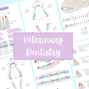 Póster apuntes odontología veterinaria canina y felina, para veterinarios y auxiliares. Descarga digital, imágenes coloridas