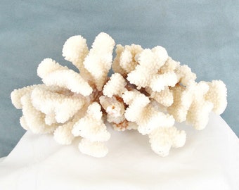 real coral etsy