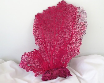 Abanico marino pintado color fucsia, decoración costera de playa color coral frambuesa (31,75 x 28 cm)