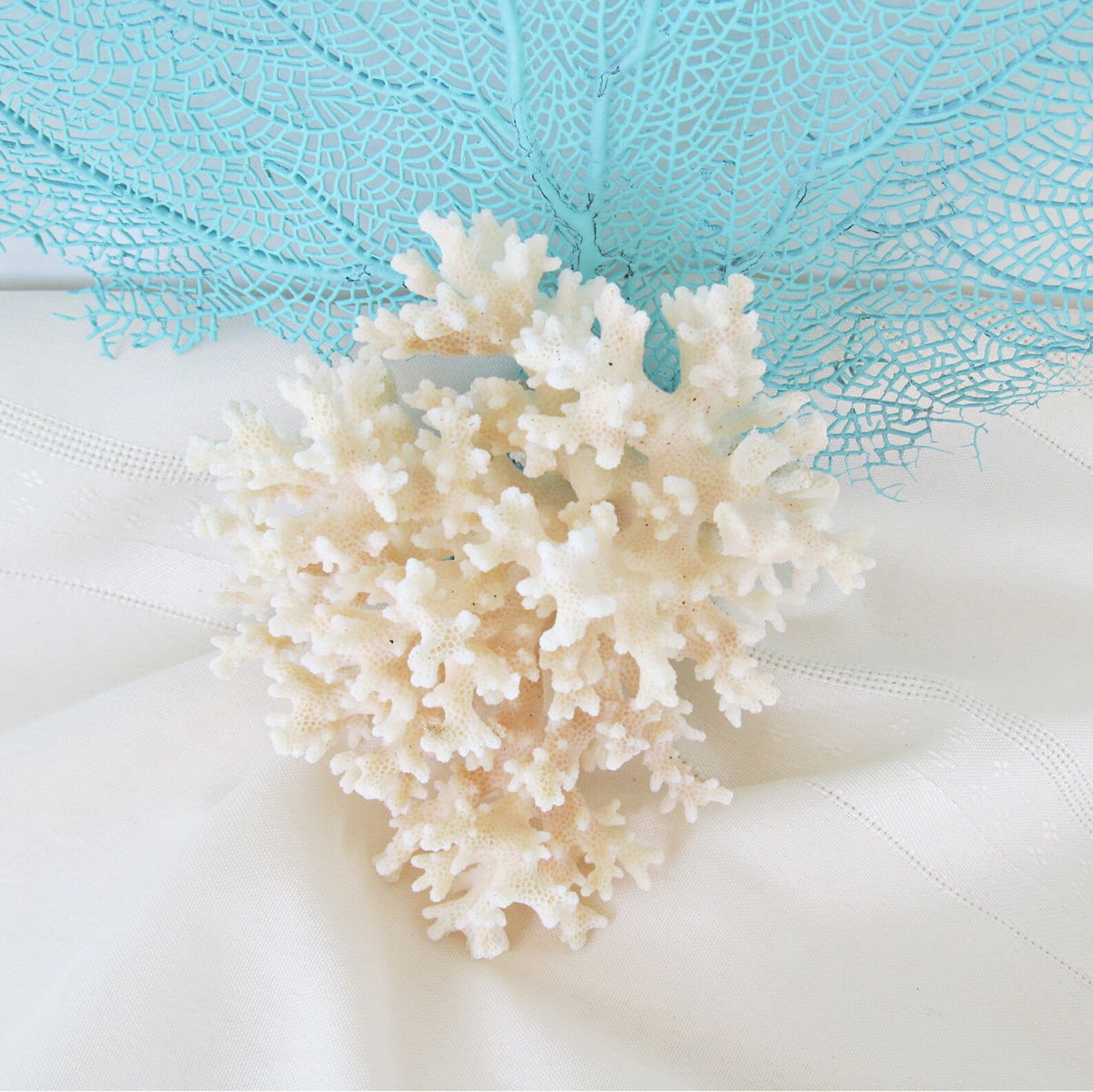 Real Coral Piece Natural White Lacy Coral Home Decor Etsy