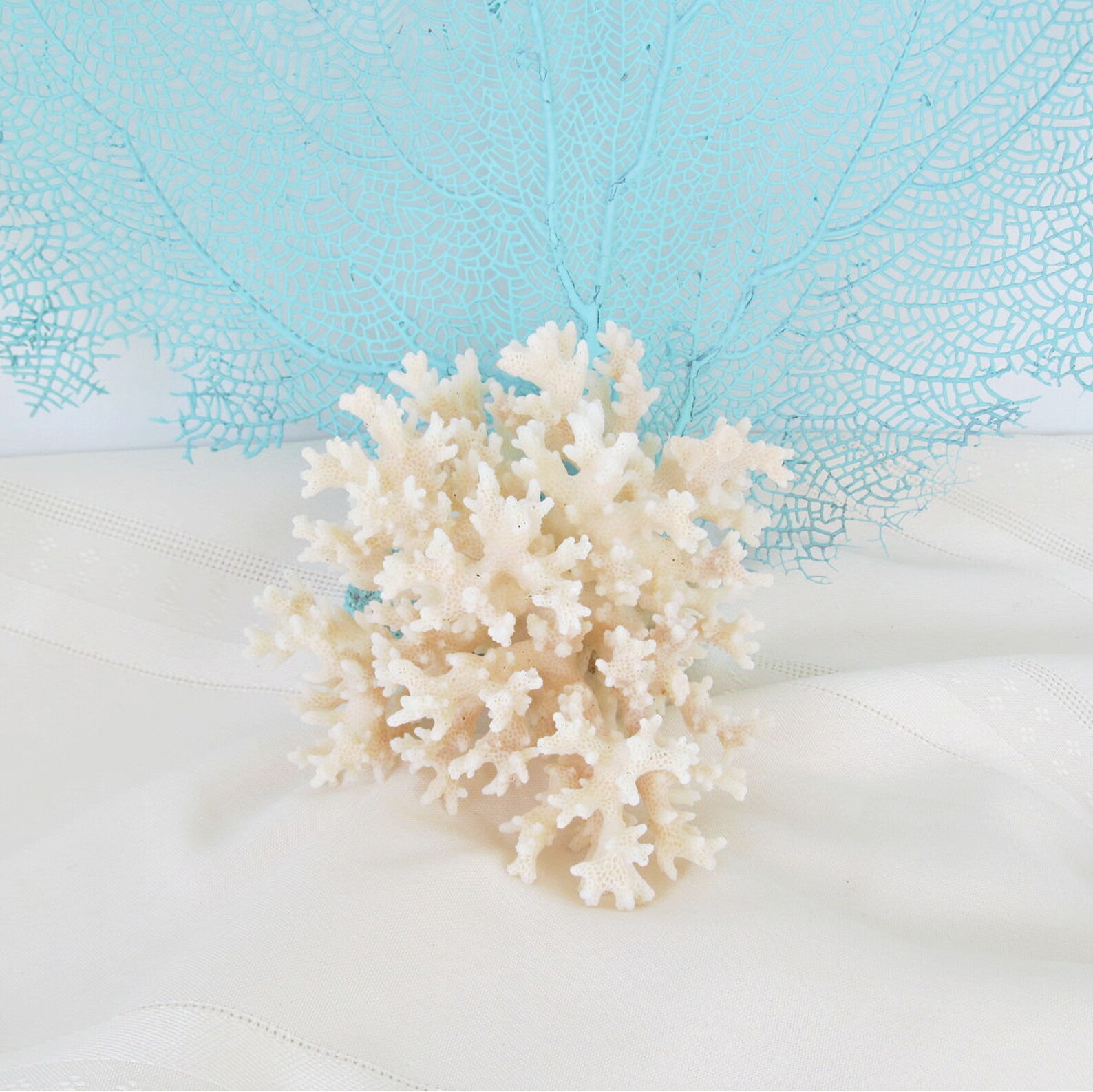 Real Coral Piece Natural White Lacy Coral Home Decor Etsy