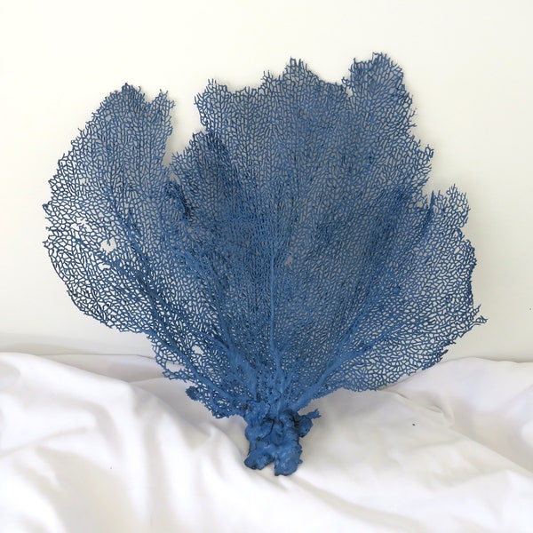 Real Sea Fan, Wildflower Blue Sea Fan, 13 inch by 12 inch, Beach Coastal Decor, Bahama Seafan Coral, Nautical Decor, Baby Boy Decor