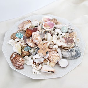 May include: A collection of various seashells and coral pieces arranged on a white, octagonal plate. The shells display a range of colors, including brown, white, pink, and blue, with a starfish in the center. The plate sits on a cream-colored fabric.