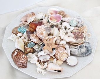 Surtido de conchas marinas, coral, abulón, estrellas de mar, decoración costera