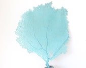 Seafan Aqua Sea Fan Turquoise Coastal Decor Sealife Coral Blue For Framing