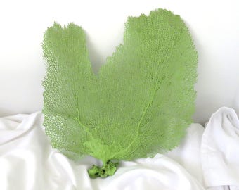 Coral abanico verde marino, decoración costera natural, arte mural náutico (33 x 23 cm)