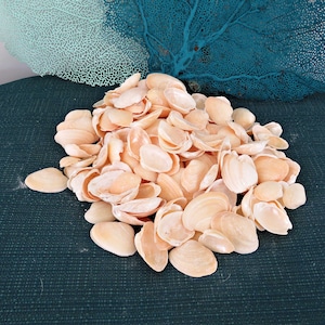Jingle Shells (India) Craft Shells, 1 Pound of Jingle Shells, Shell Destash, Shells for coastal decor, Shells for Mirrors Frames