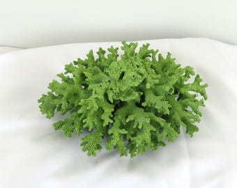 Apple Green Painted Lacy Coral, Coastal Display Piece (5.5x4.5x2.5 Inch)