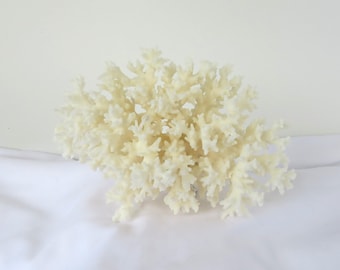 Natural White Lacy Coral Piece, Coastal Display Accent (6 x 4.5 Inch)